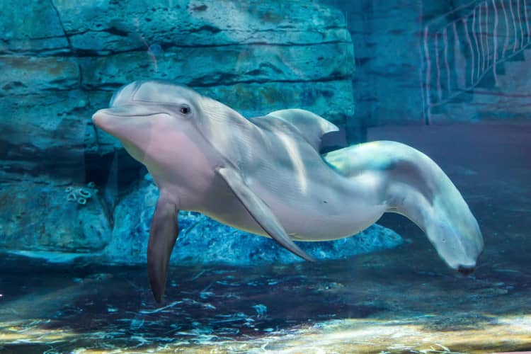 The best aquariums in Florida: Clearwater Marine Aquarium