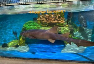 15 Best Aquariums In Florida You Won't Want To Miss