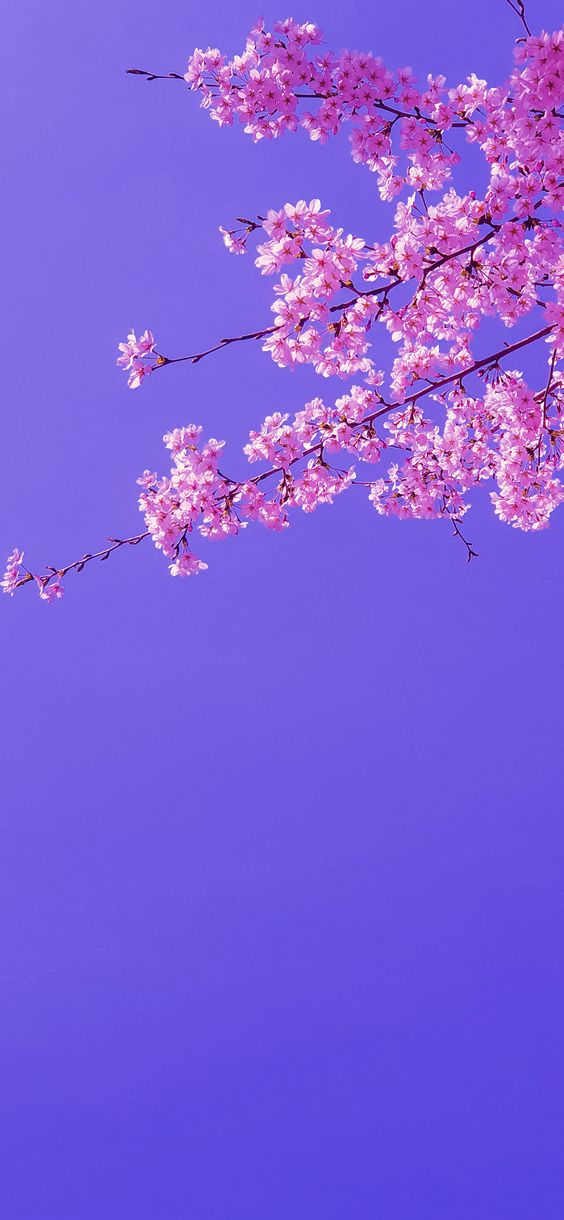 The best spring wallpaper downloads for your iPhone