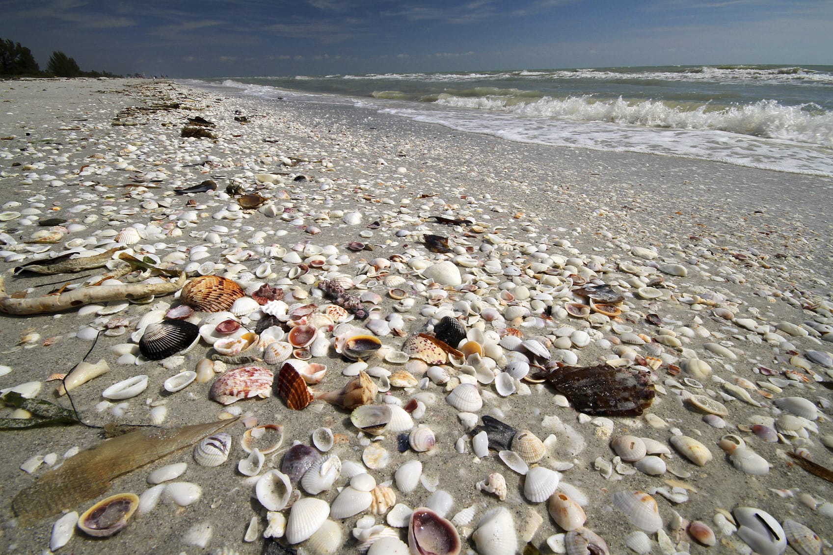 The top things to do in Anna Maria Island: Collect Seashells