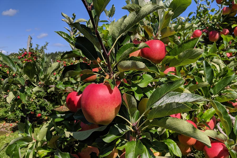 The best apple picking spots on Massachusetts