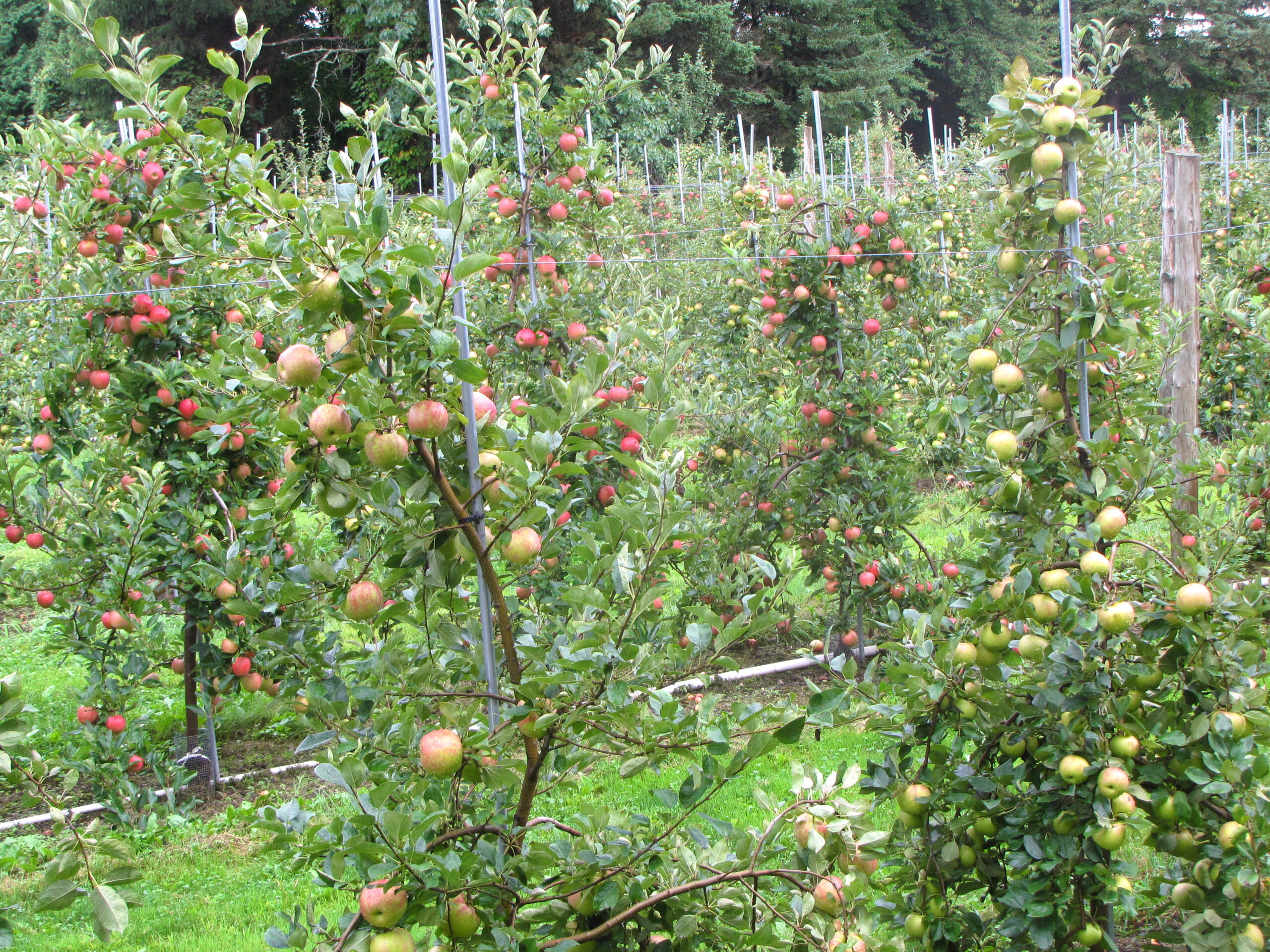 The best apple picking spots on Massachusetts